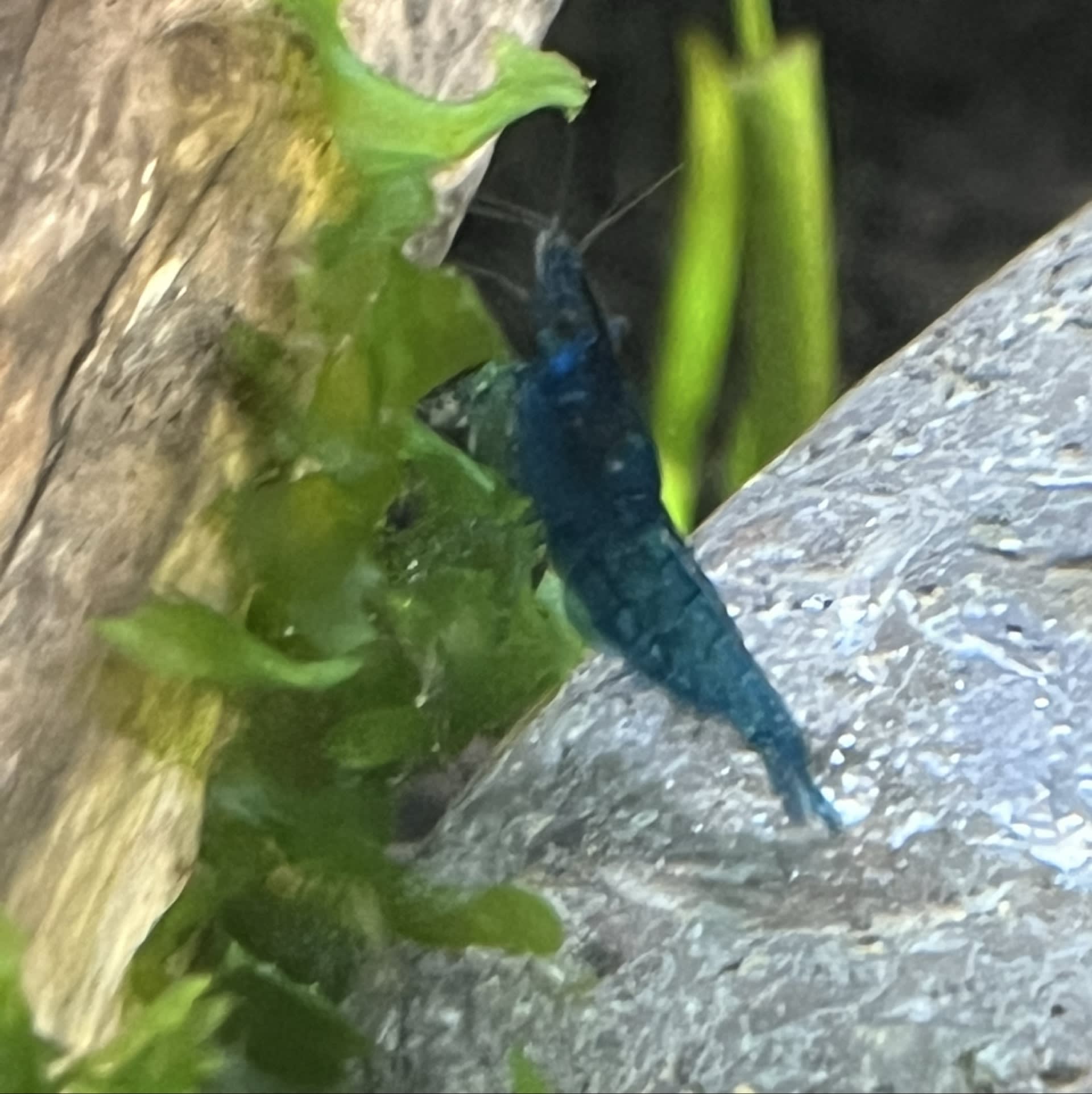 Blue Velvet Shrimp