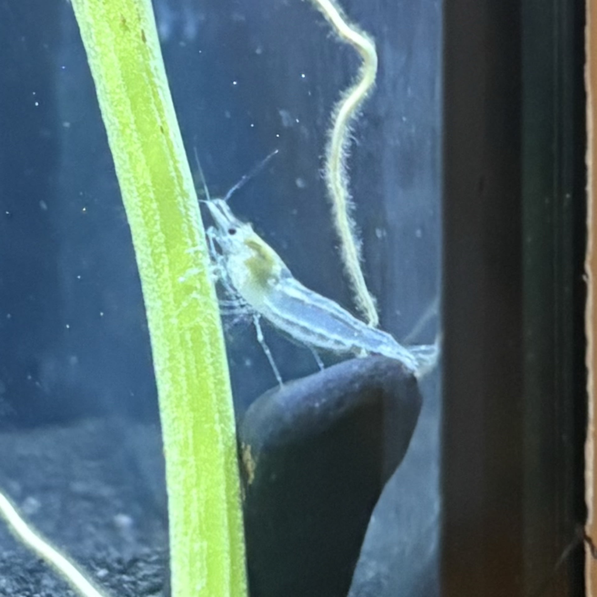 Snowball Shrimp