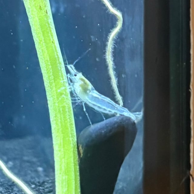 Snowball Shrimp