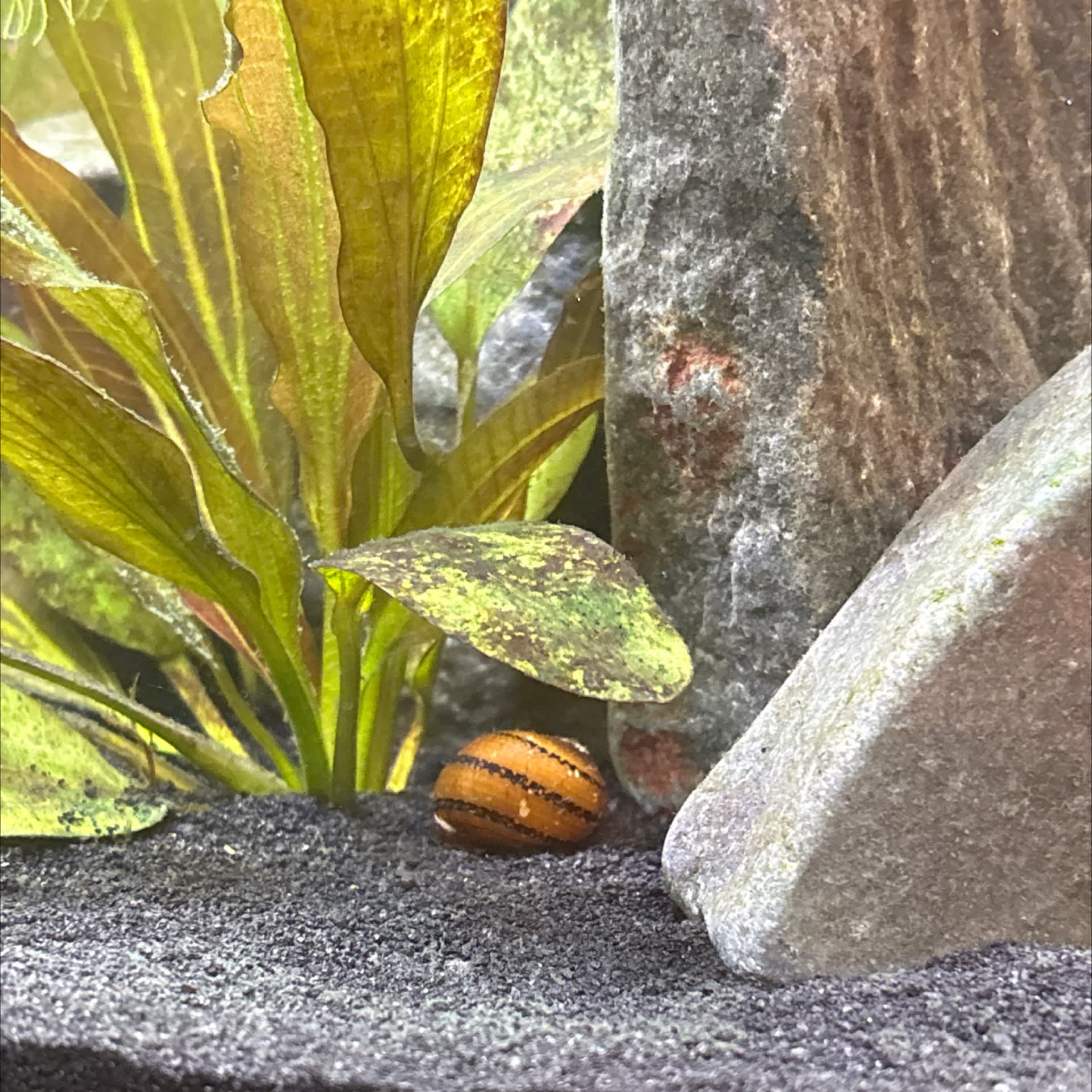 Nerite Snail