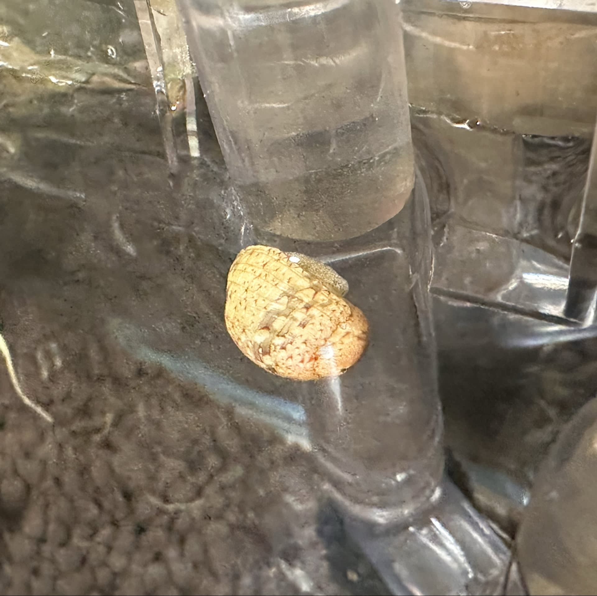 Nerite Snail