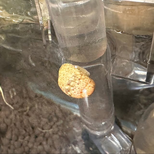 Nerite Snail