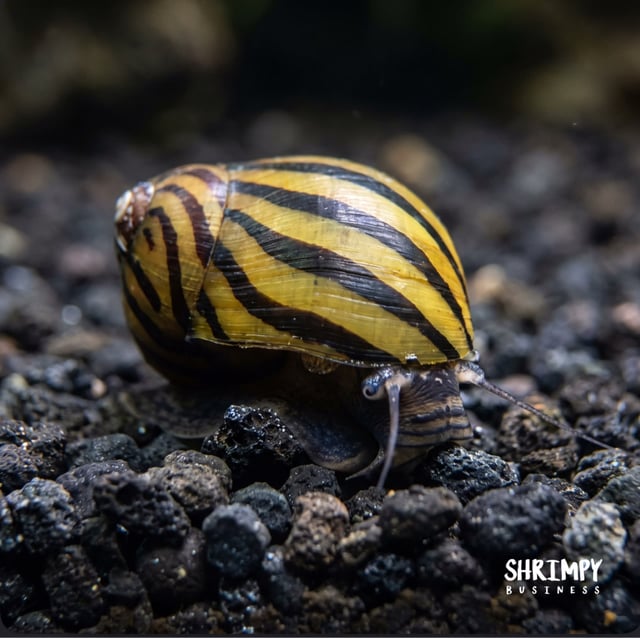 Nerite Snail