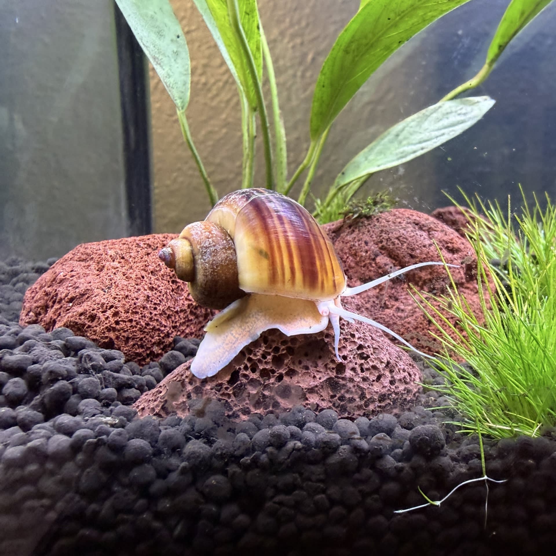 Mystery Snail