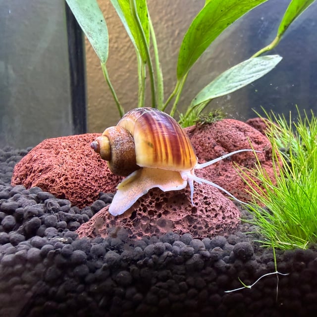 Mystery Snail