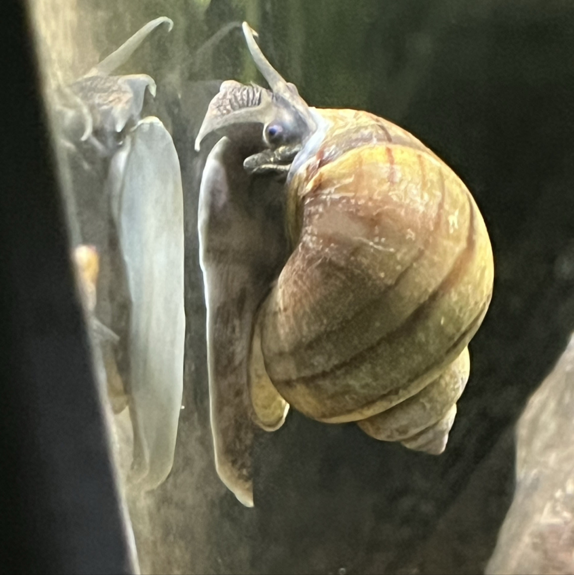 Mystery Snail