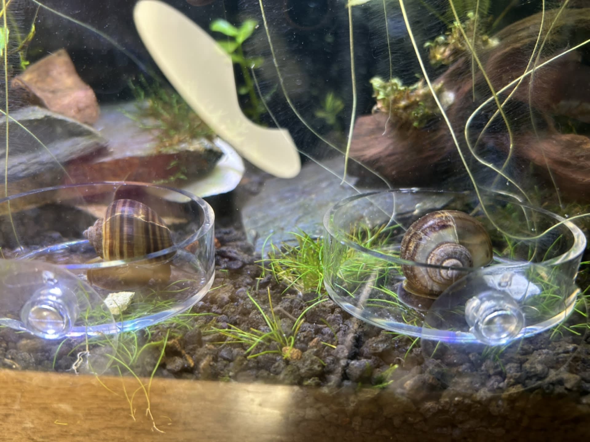 Mystery Snail