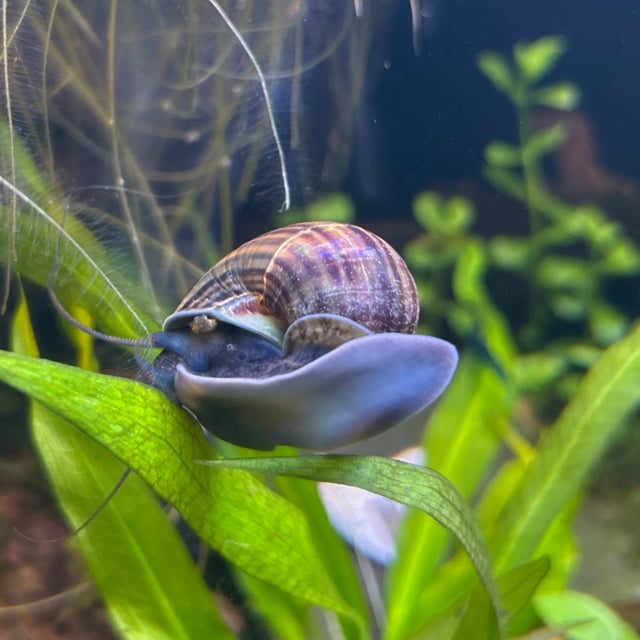 Mystery Snail