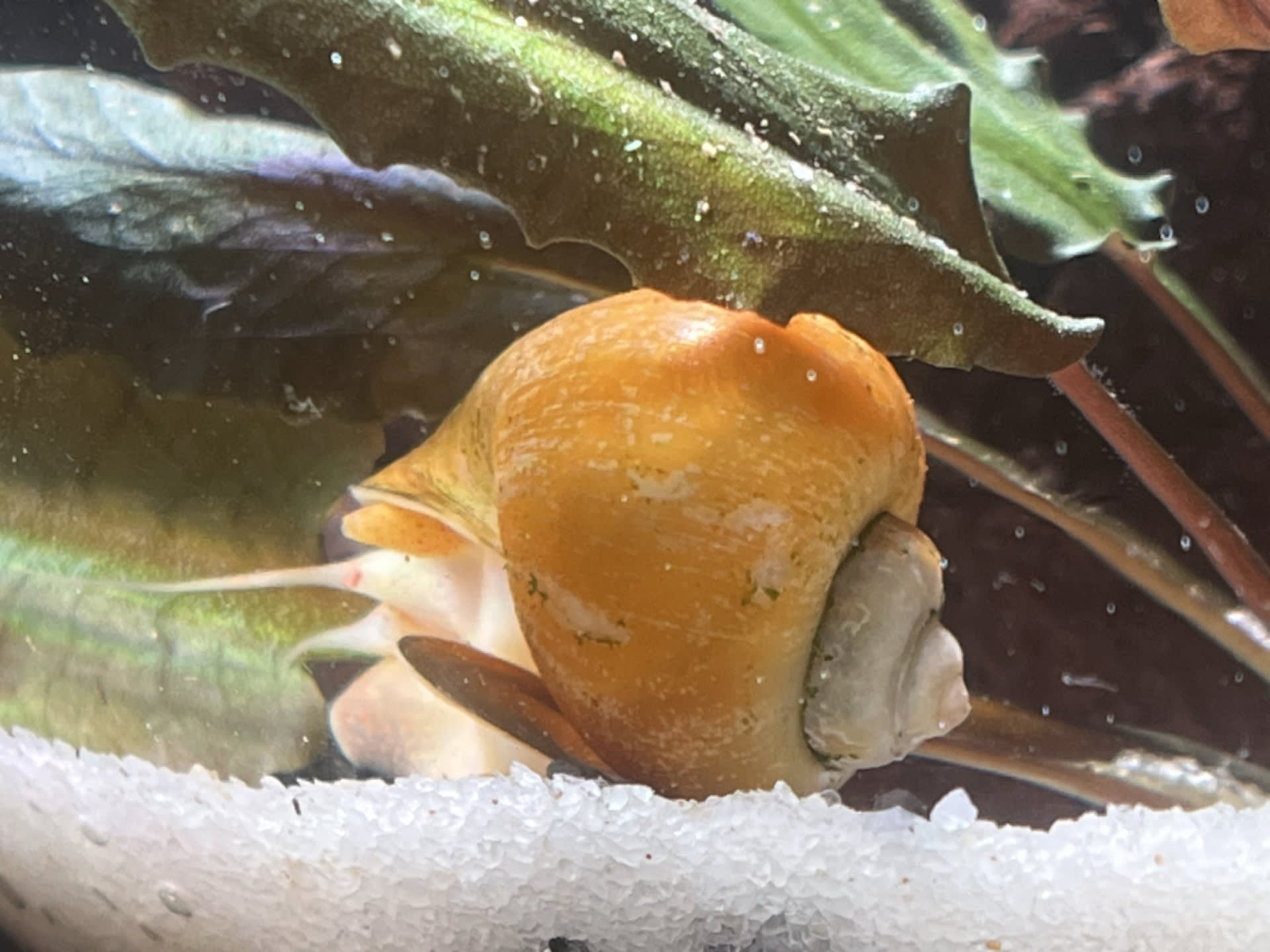 Mystery Snail