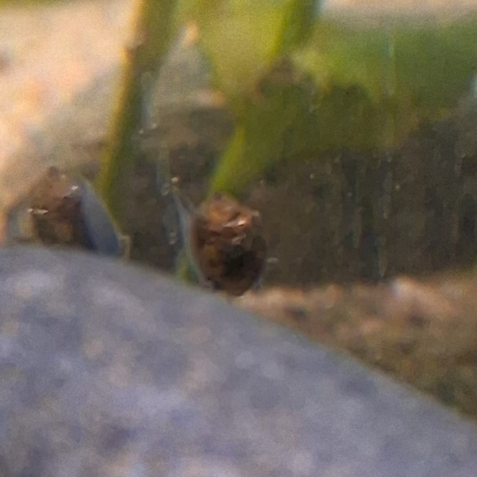 Mystery Snail