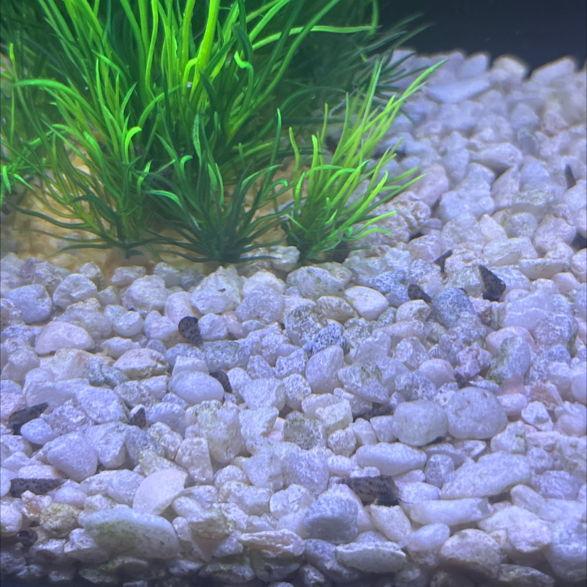 Malaysian Trumpet Snail