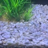 Malaysian Trumpet Snail