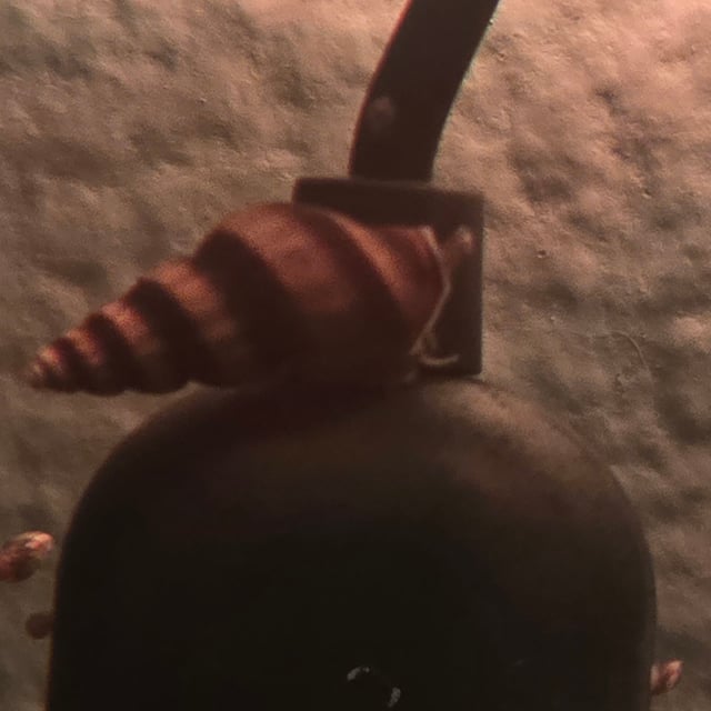 Assassin Snail