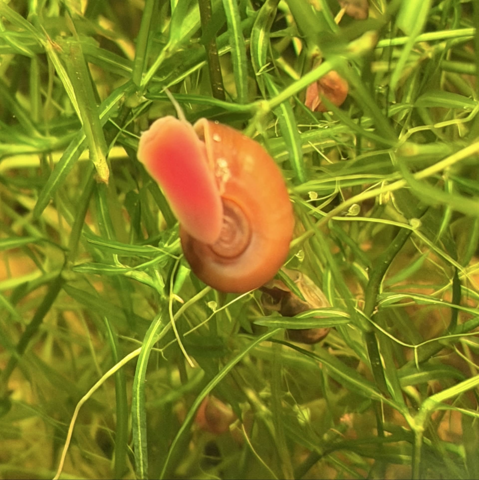 Ramshorn Snail