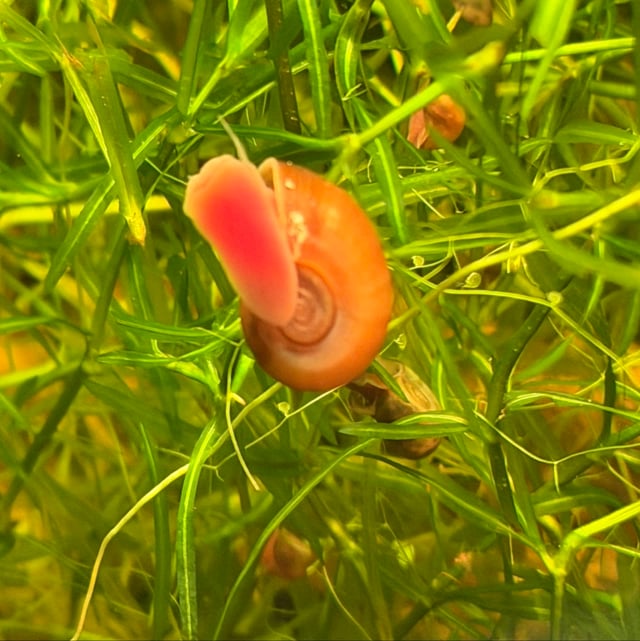 Ramshorn Snail