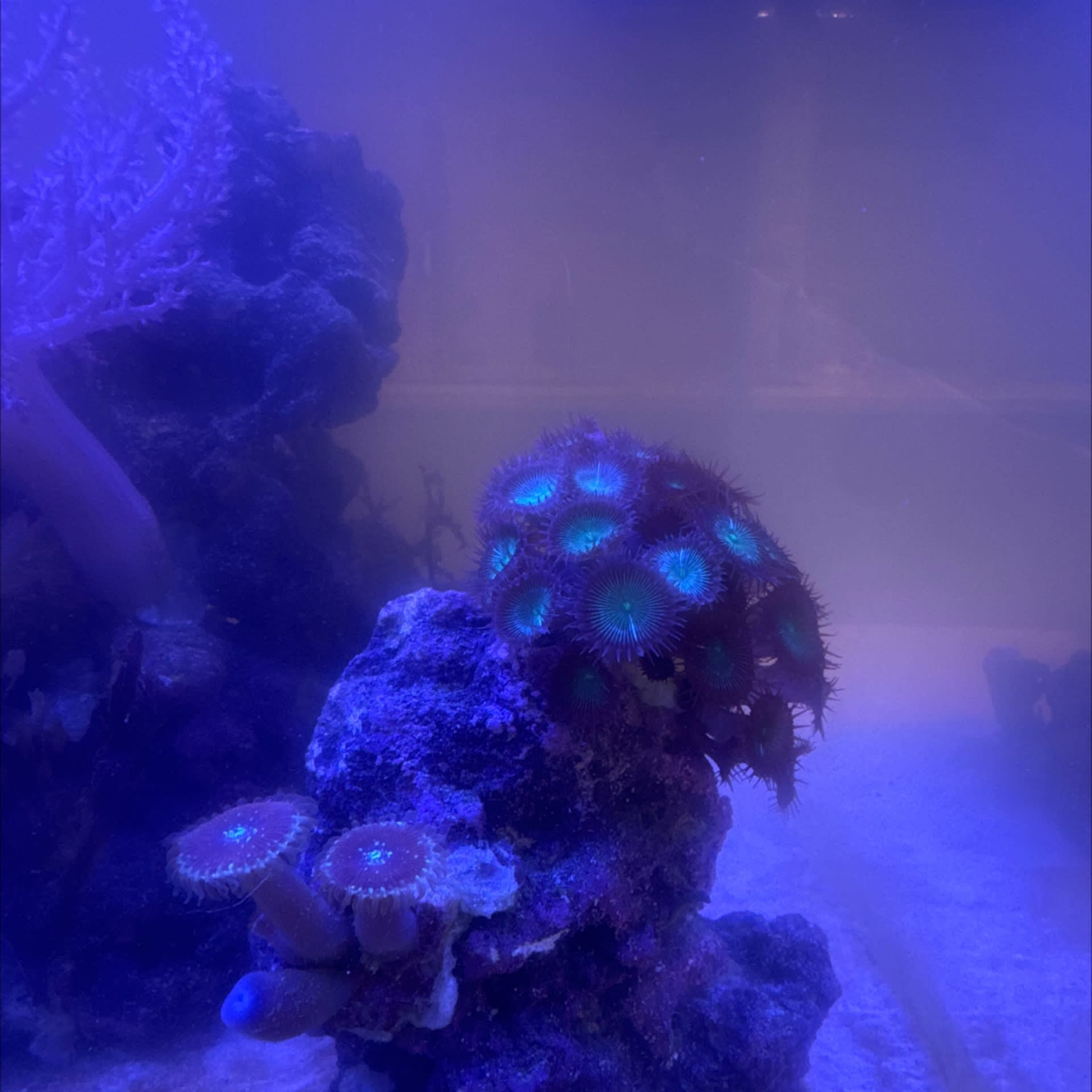 Zoanthids