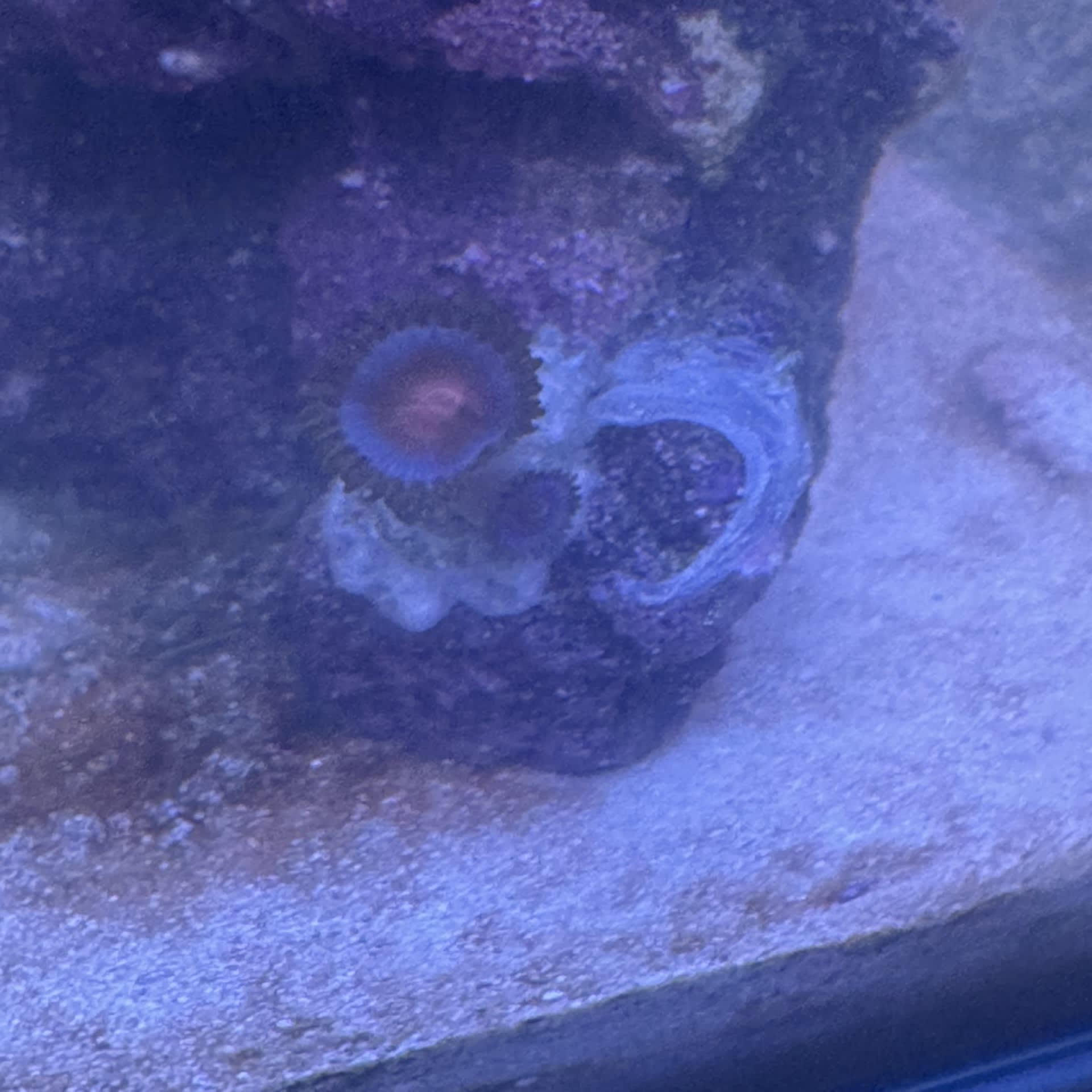 Zoanthids