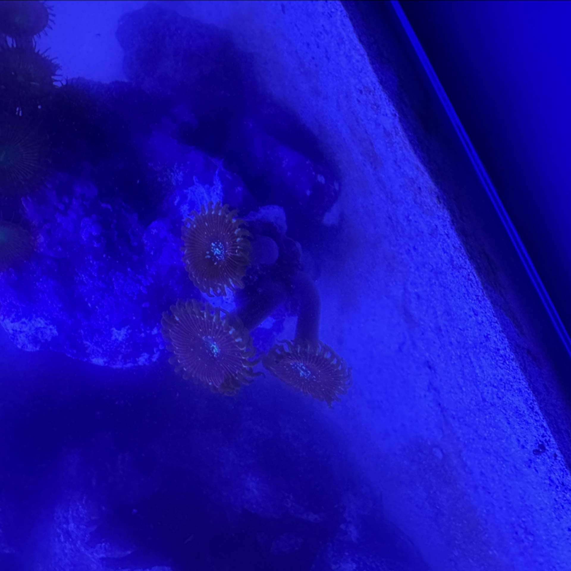 Zoanthids