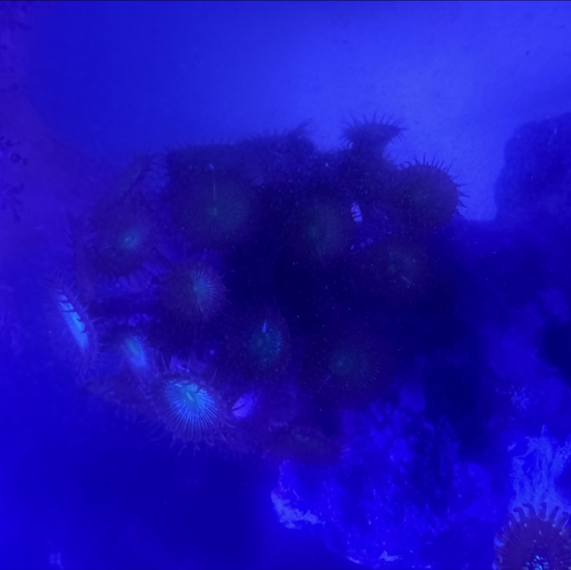 Zoanthids