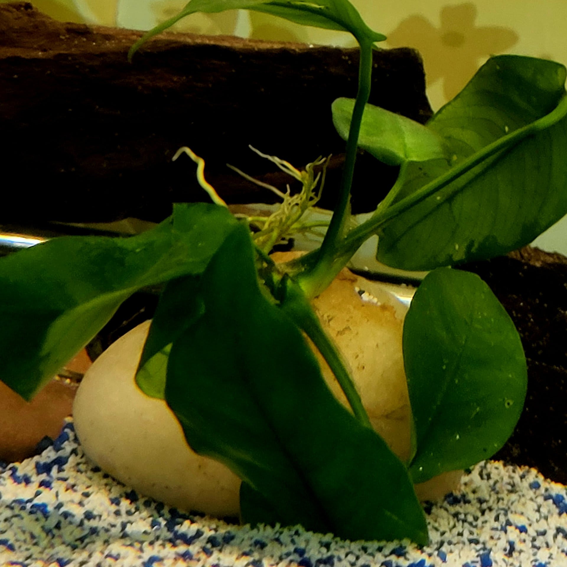 Anubias Nana
