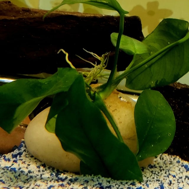 Anubias Nana