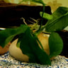 Anubias Nana