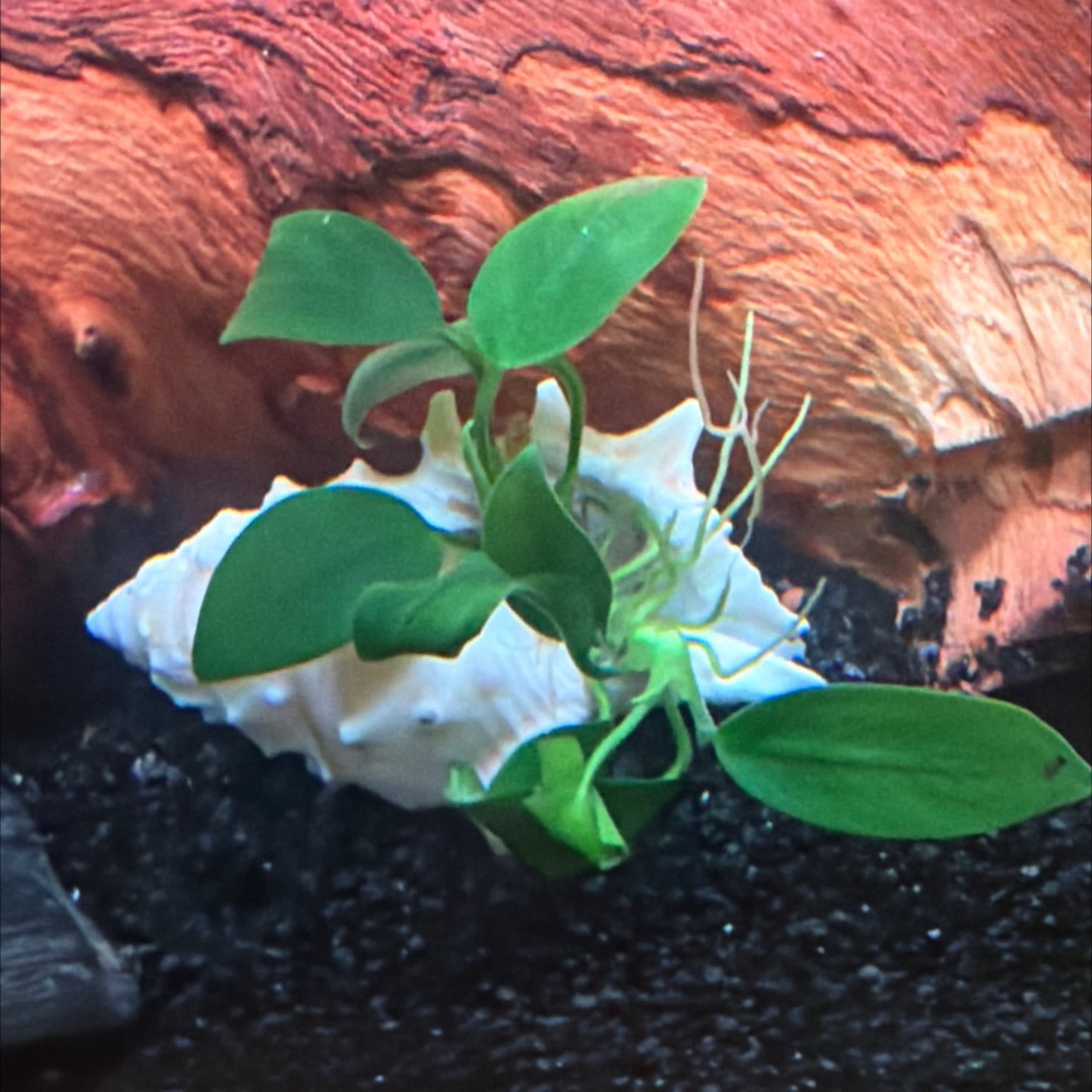 Anubias Nana Petite