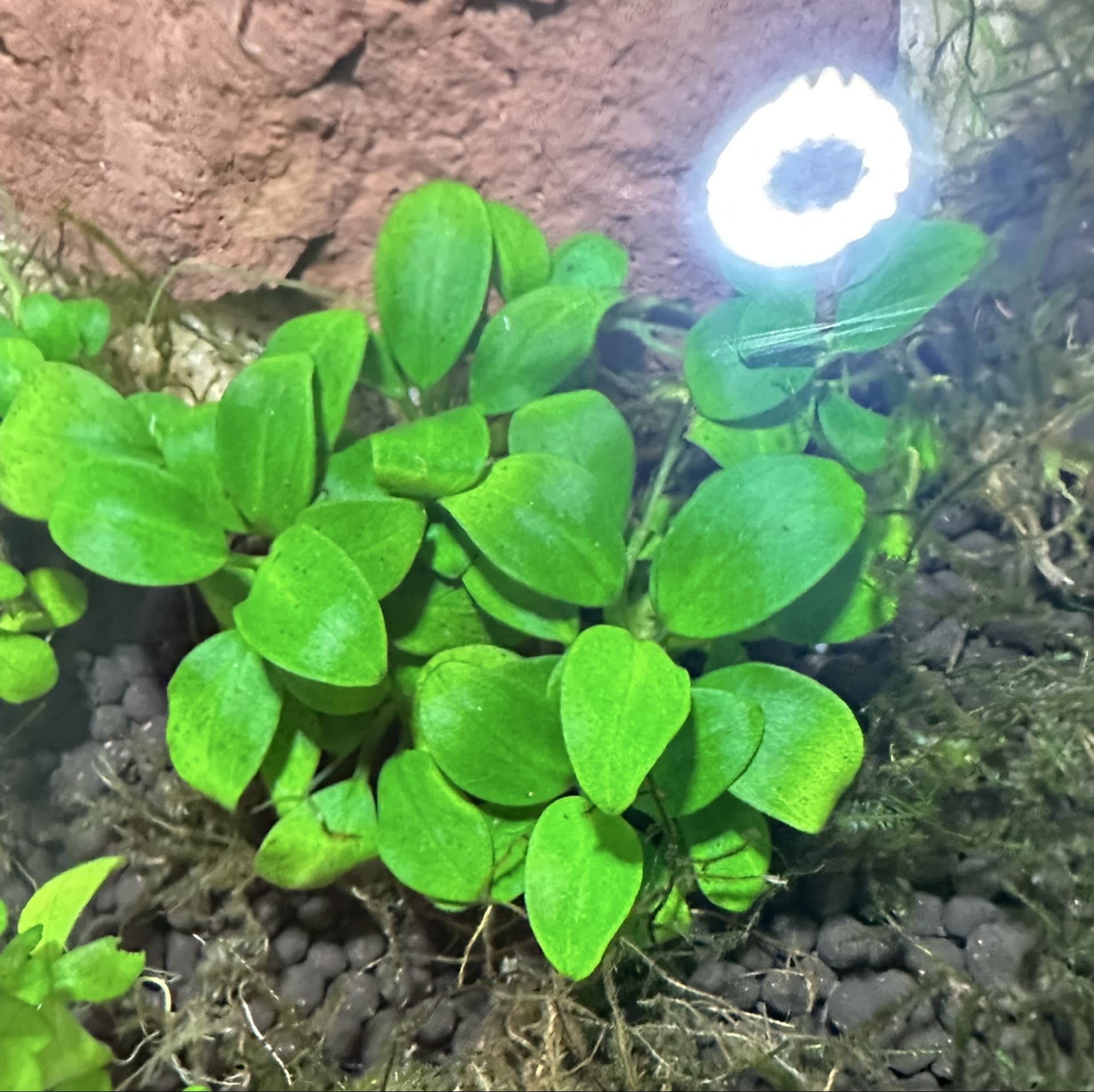 Anubias Nana Petite