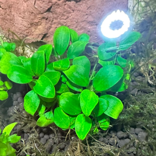 Anubias Nana Petite