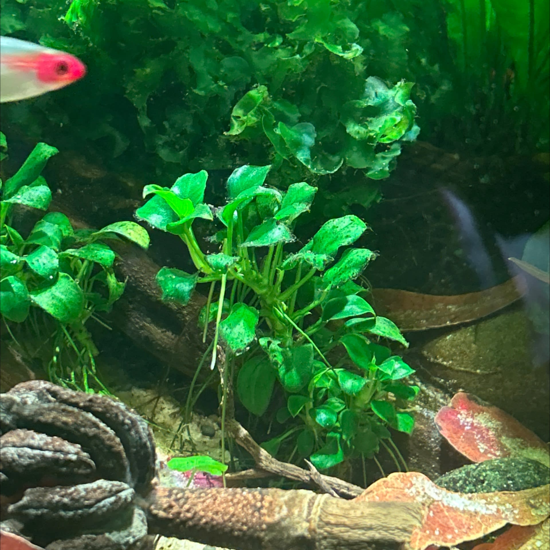 Anubias Nana Petite