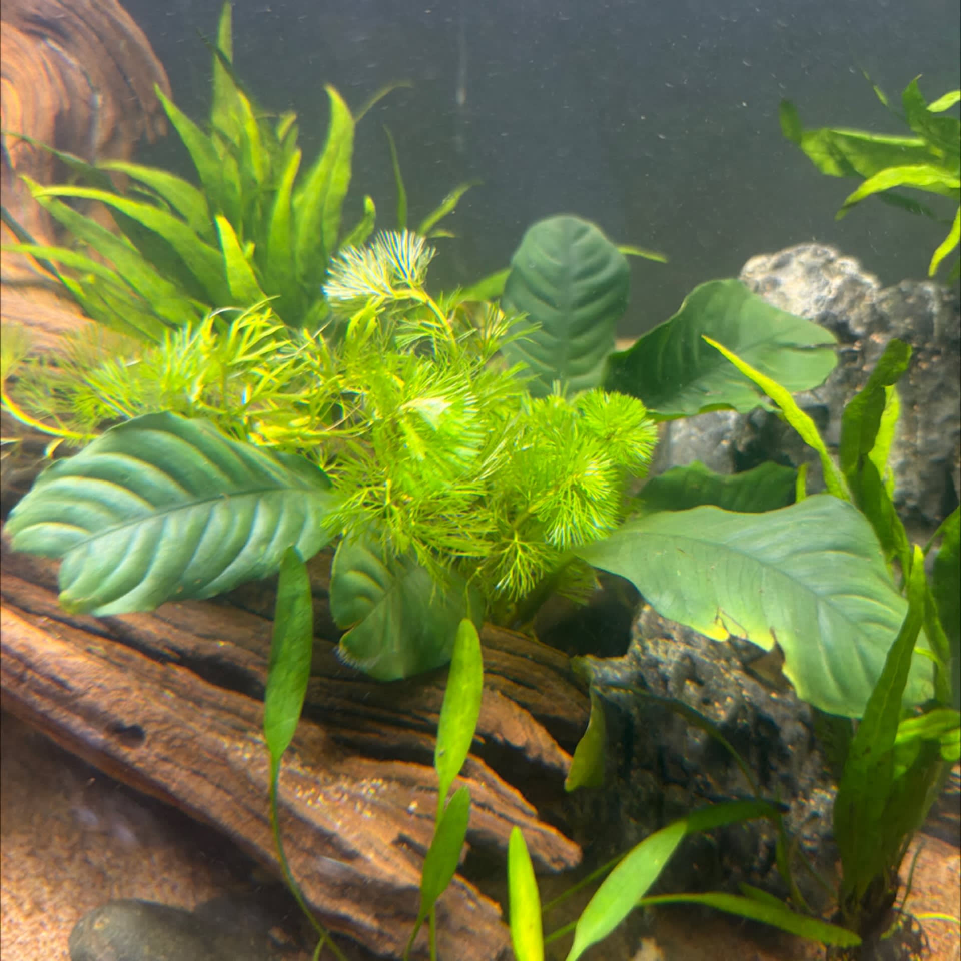 Anubias Coffeefolia