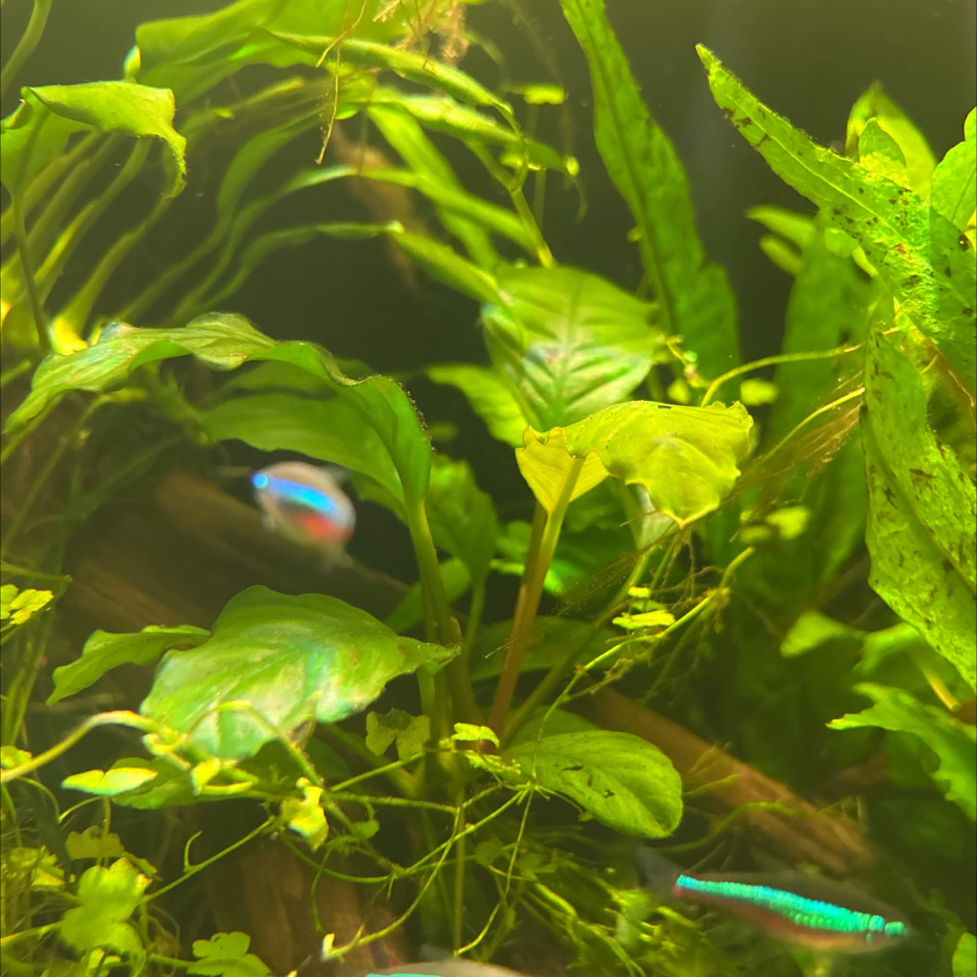 Anubias Coffeefolia