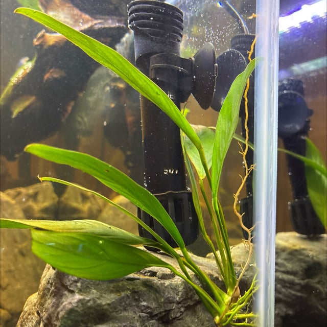 Anubias Congensis