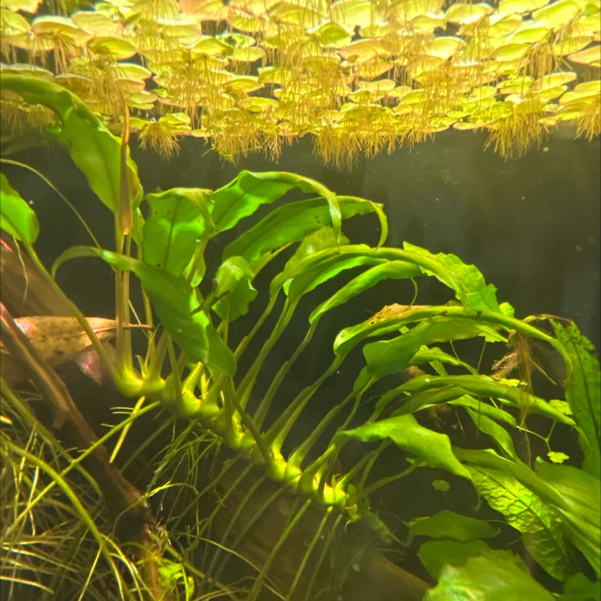Anubias Congensis