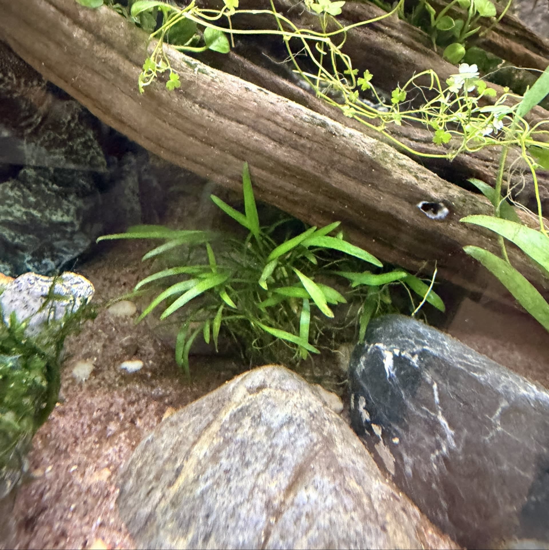 Cryptocoryne Parva