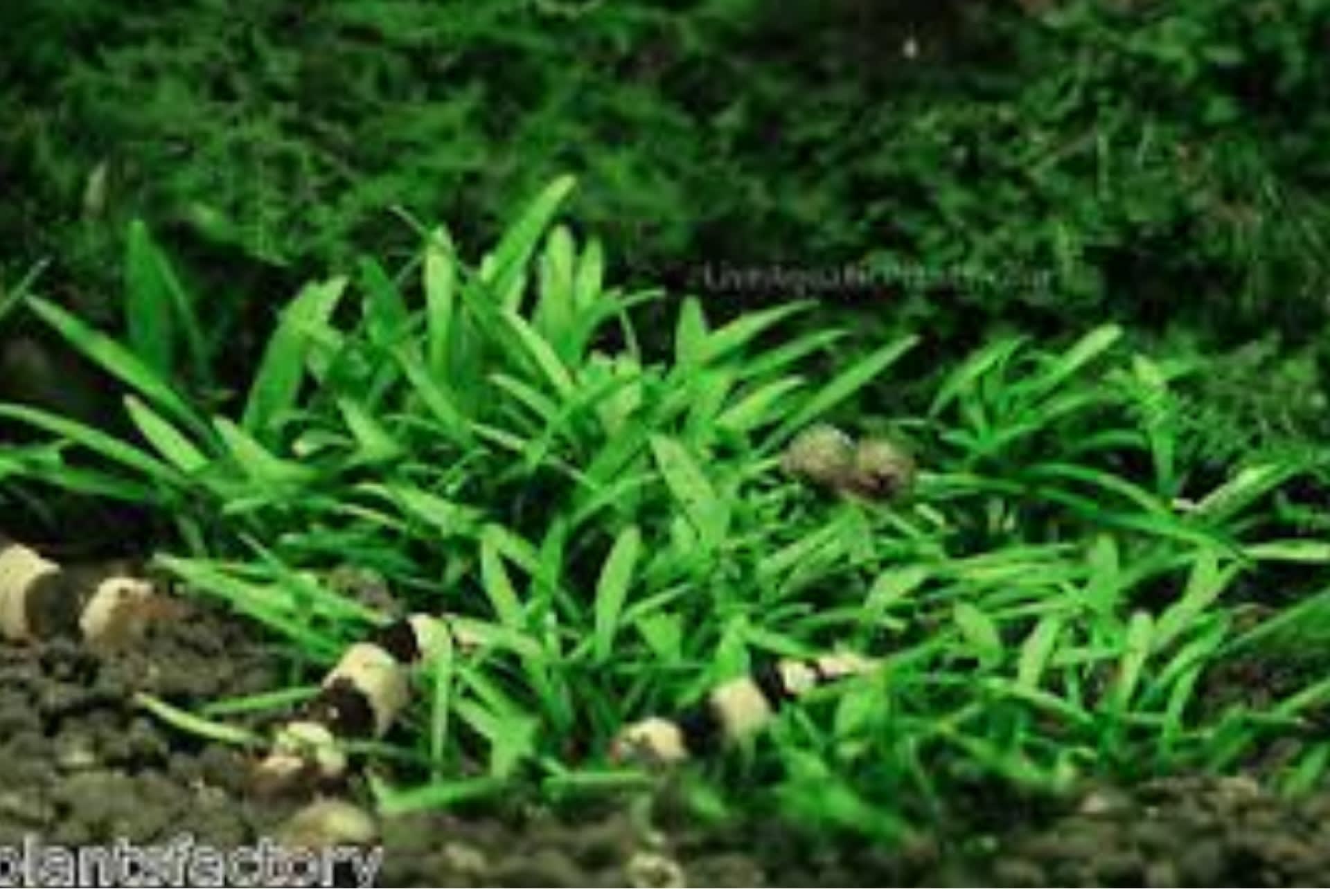 Cryptocoryne Parva