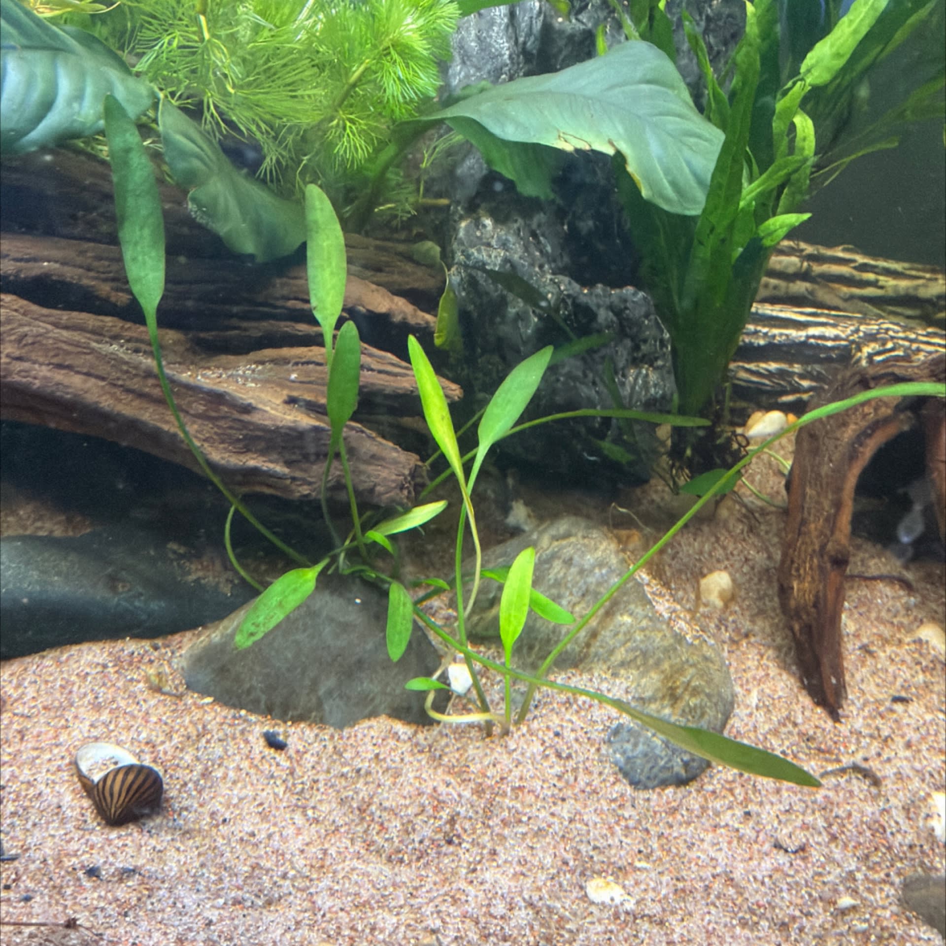 Cryptocoryne Lucens