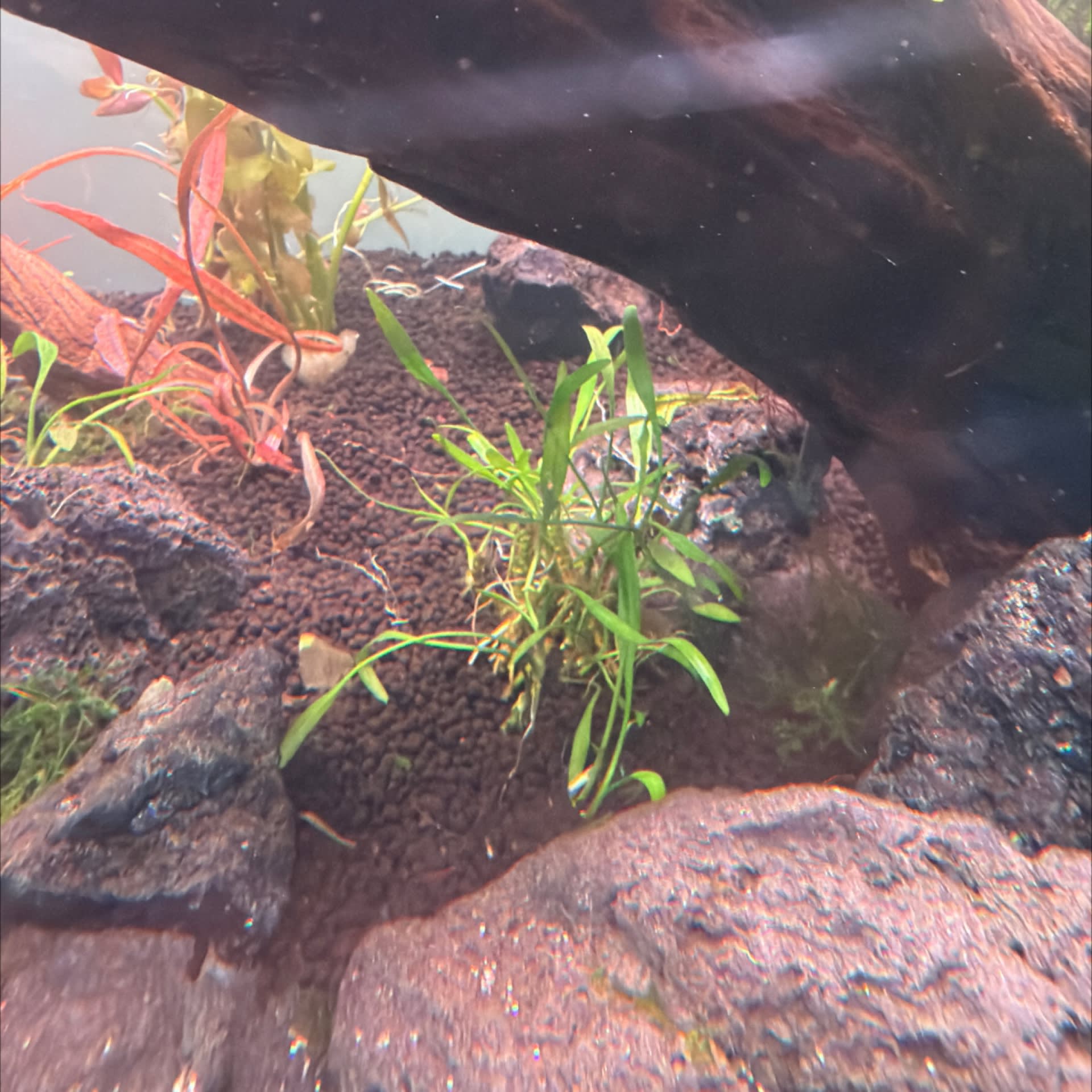 Cryptocoryne Lucens