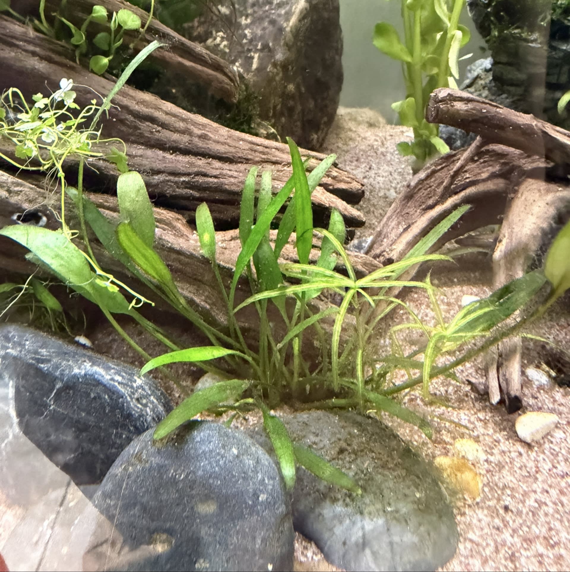 Cryptocoryne Lucens
