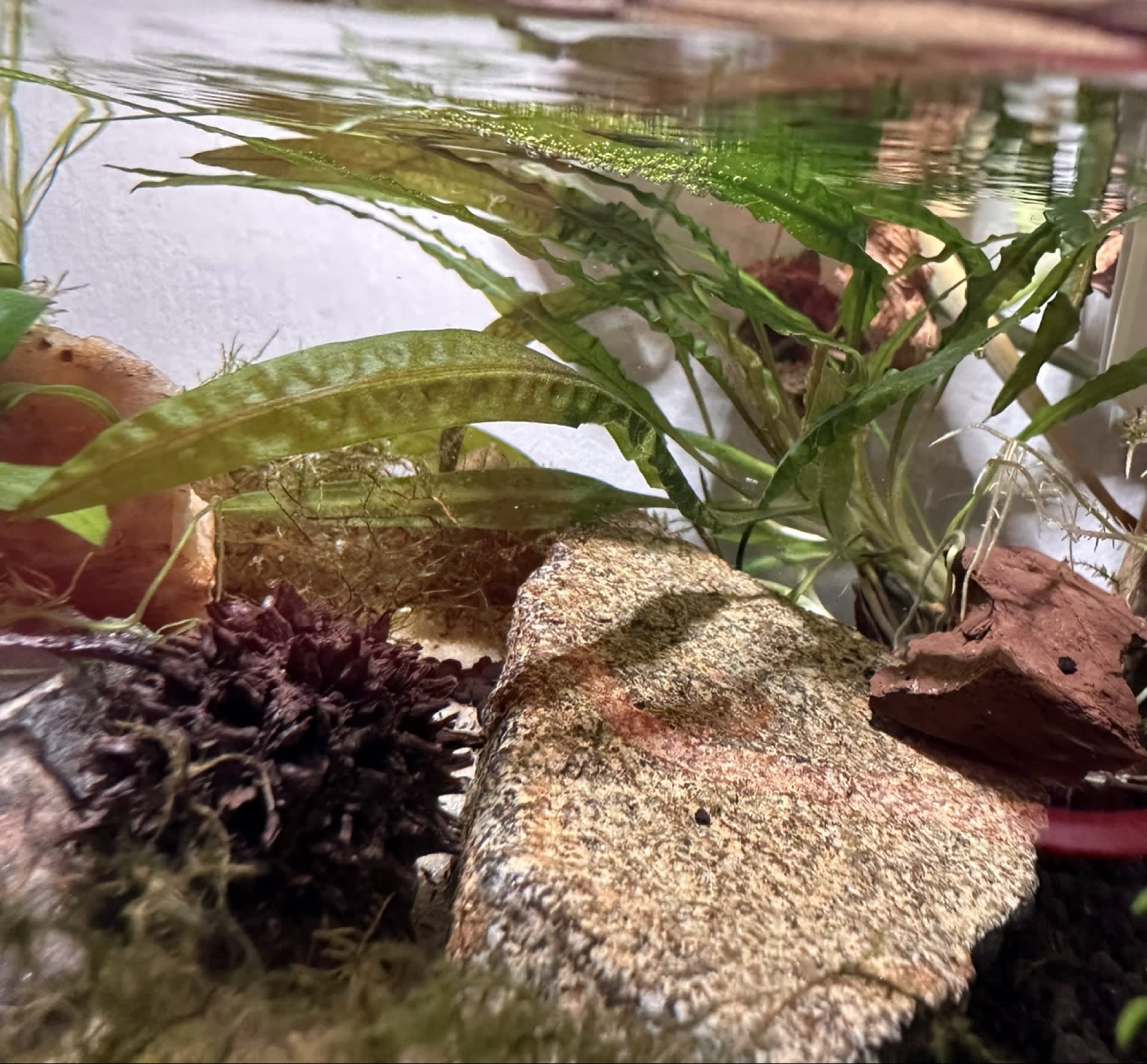 Cryptocoryne Balansae