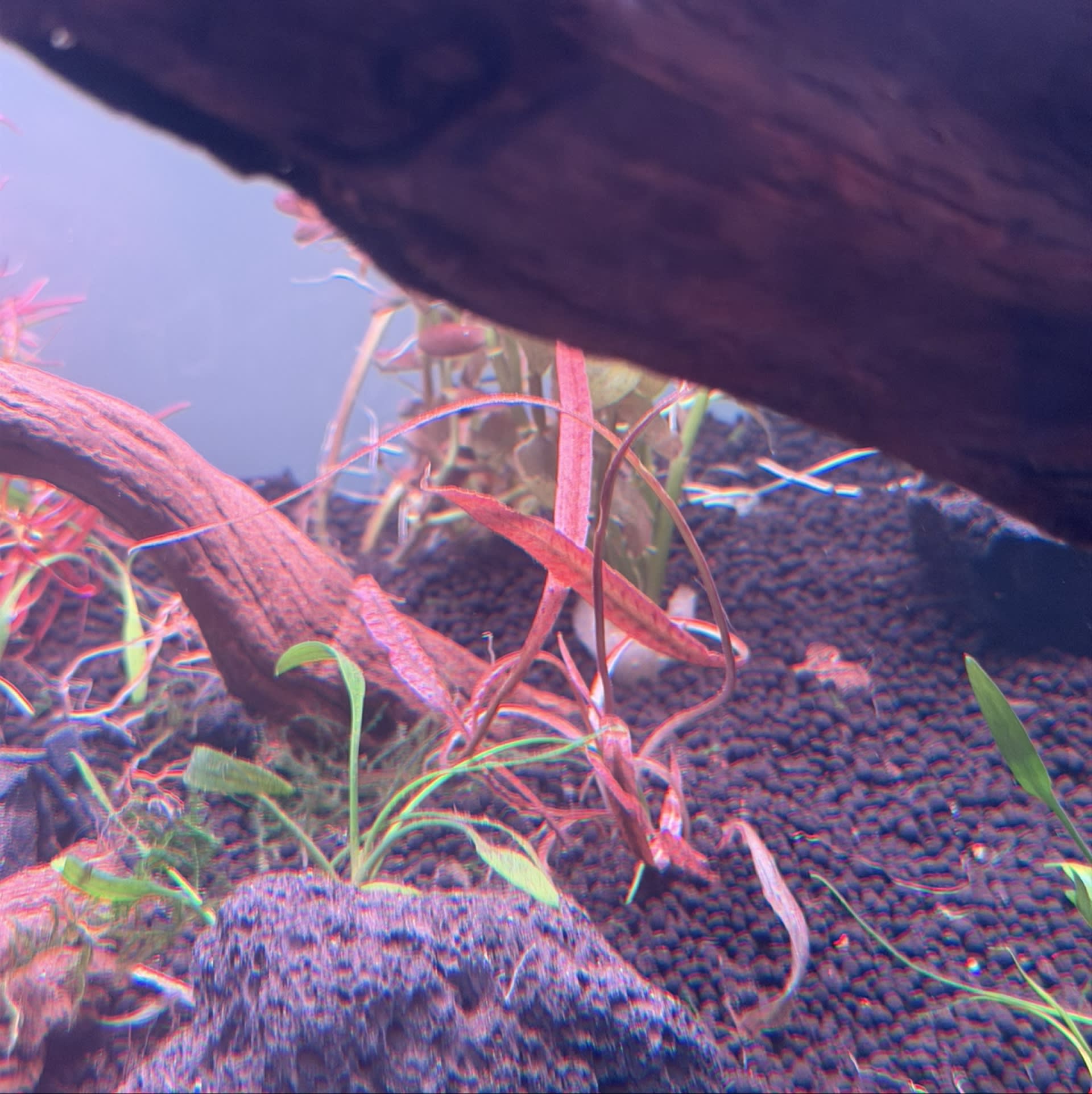 Cryptocoryne Spiralis