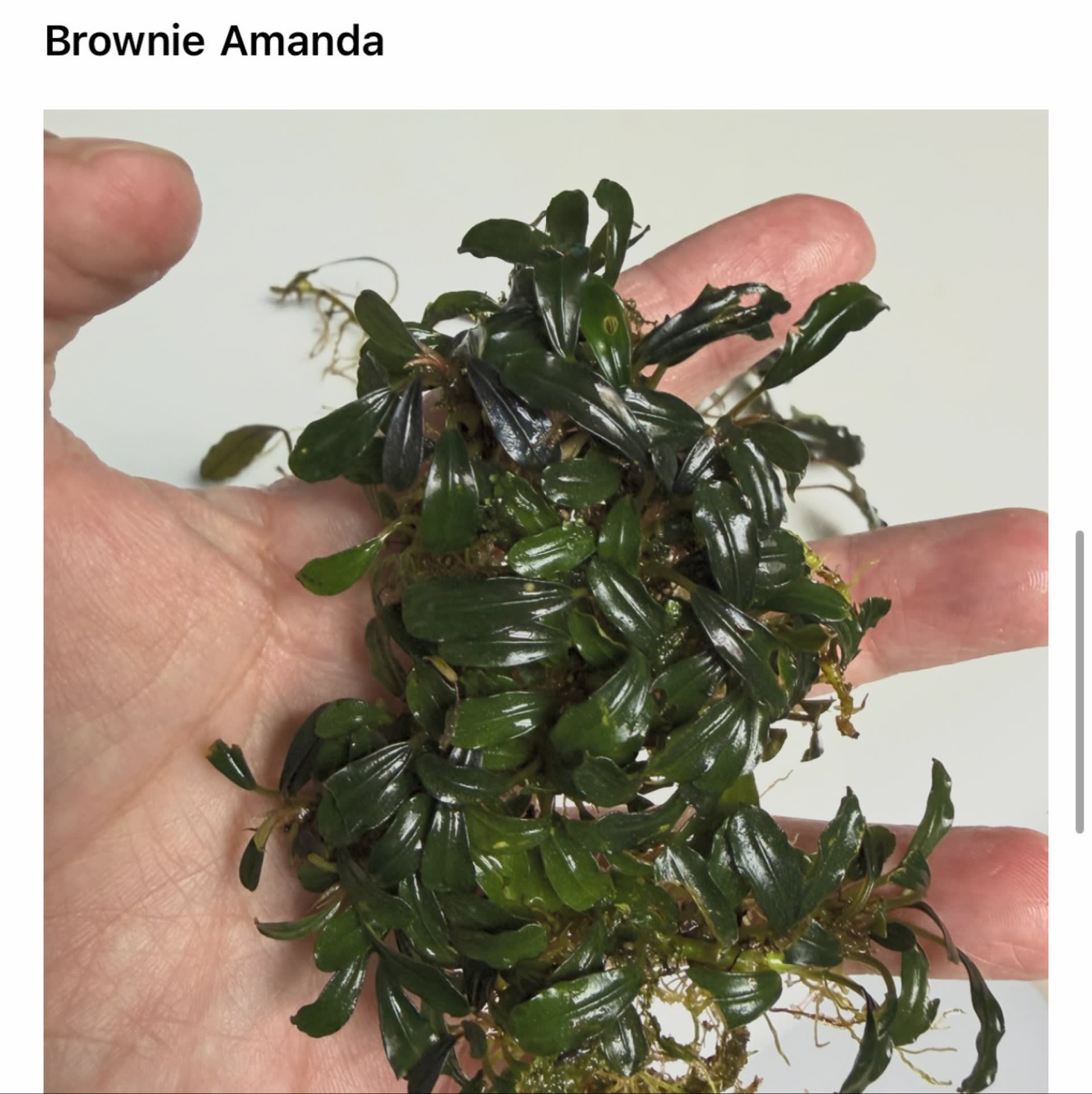 Bucephalandra Kedagang