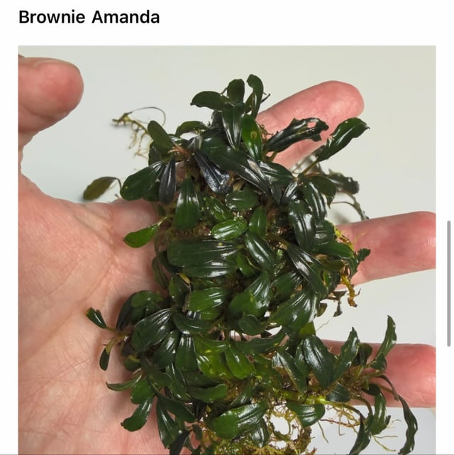 Bucephalandra Kedagang