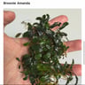 Bucephalandra Kedagang