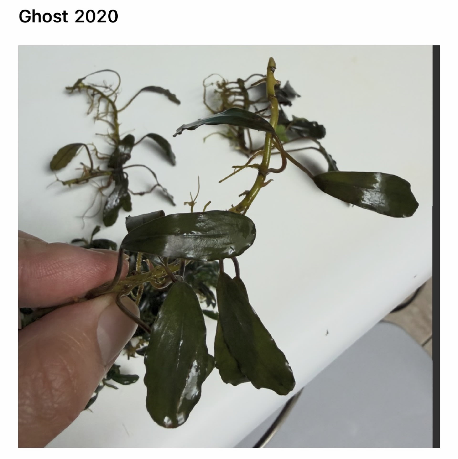 Bucephalandra Brownie Ghost