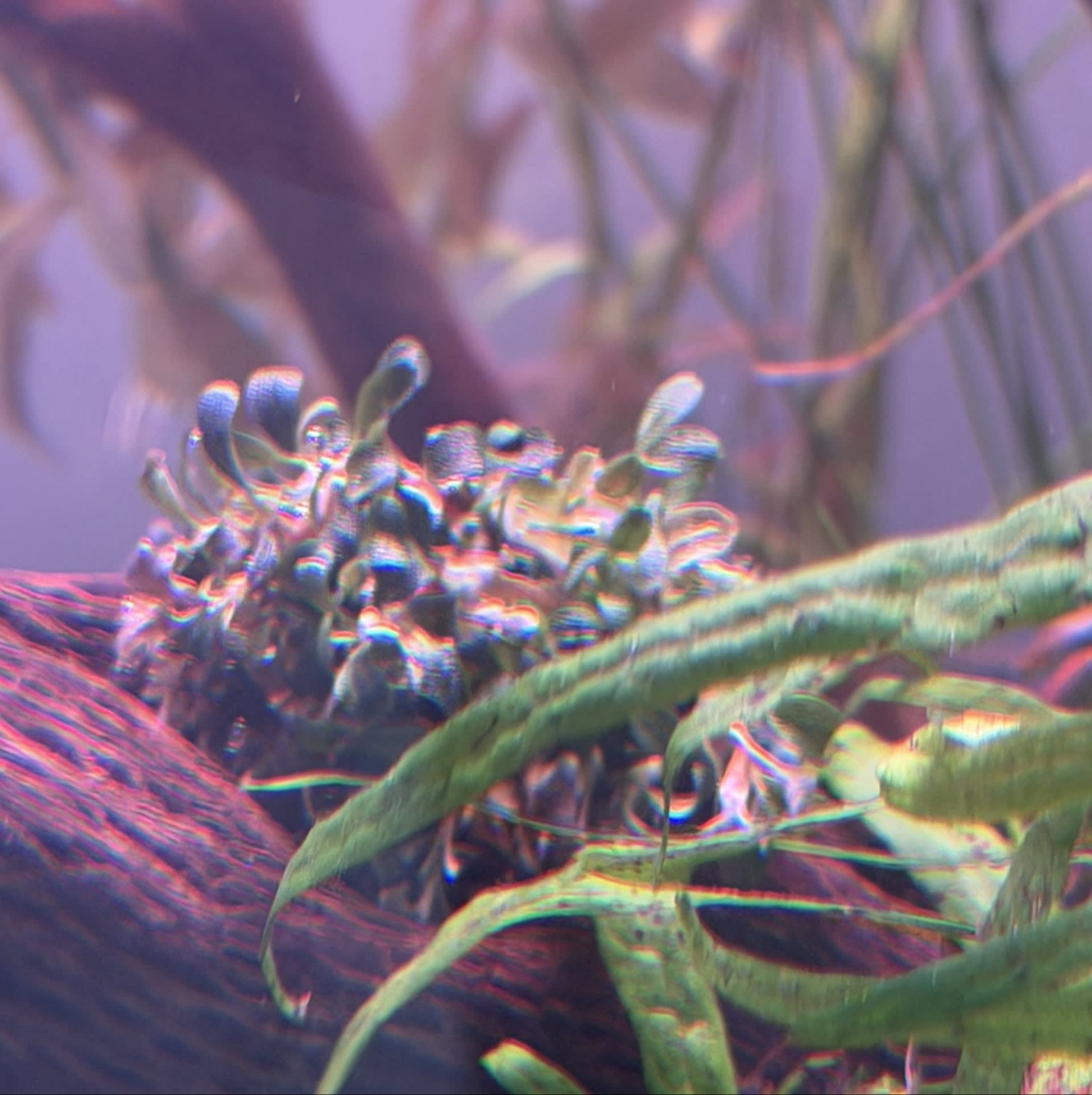 Bucephalandra Brownie Ghost
