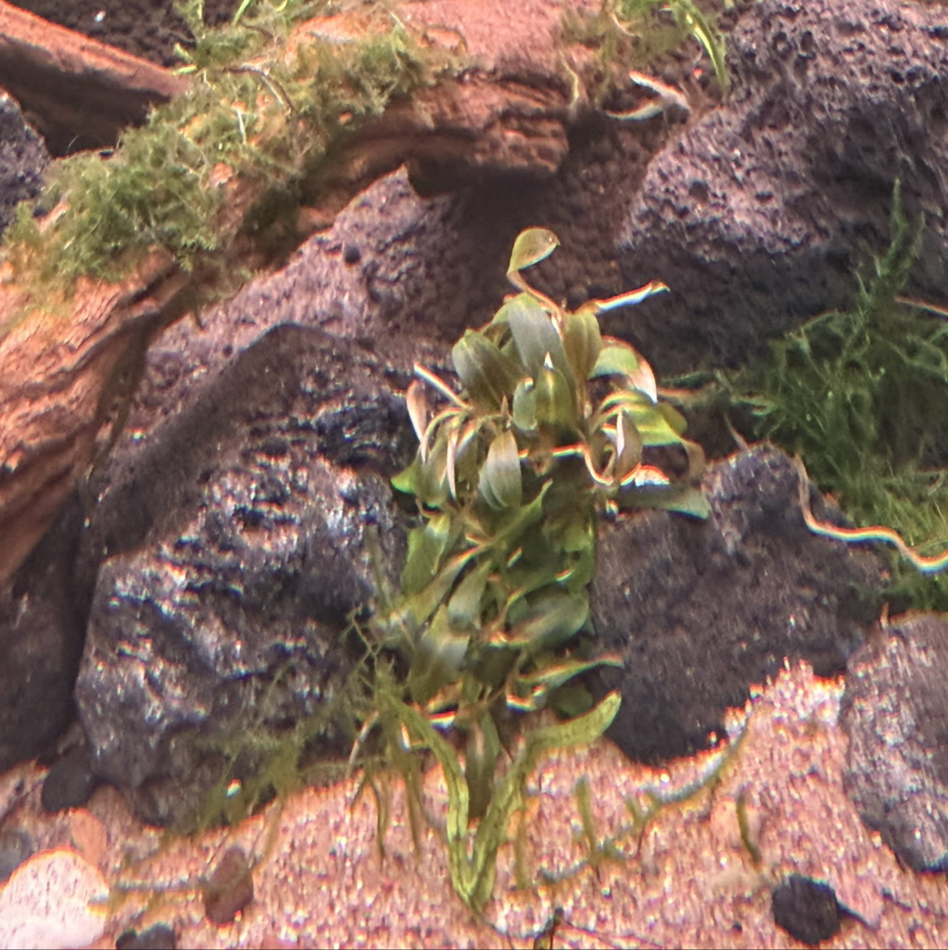 Bucephalandra Brownie Ghost