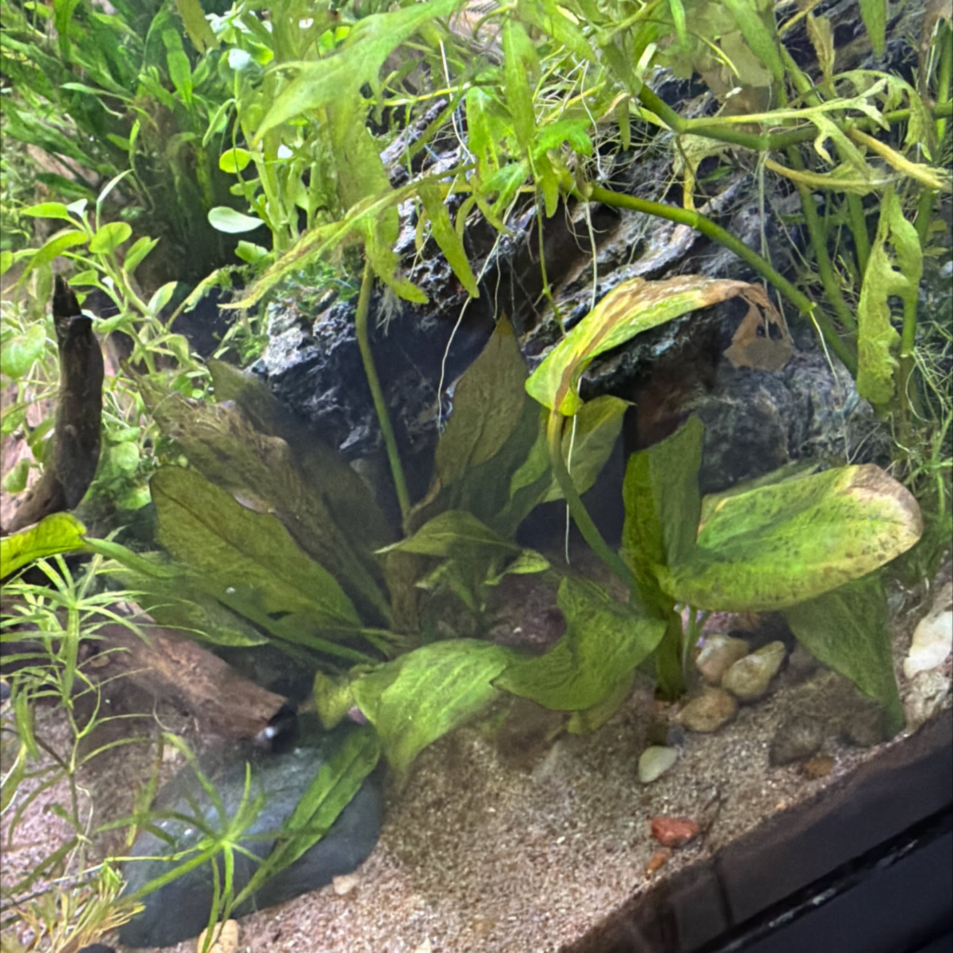 Echinodorus Ozelot