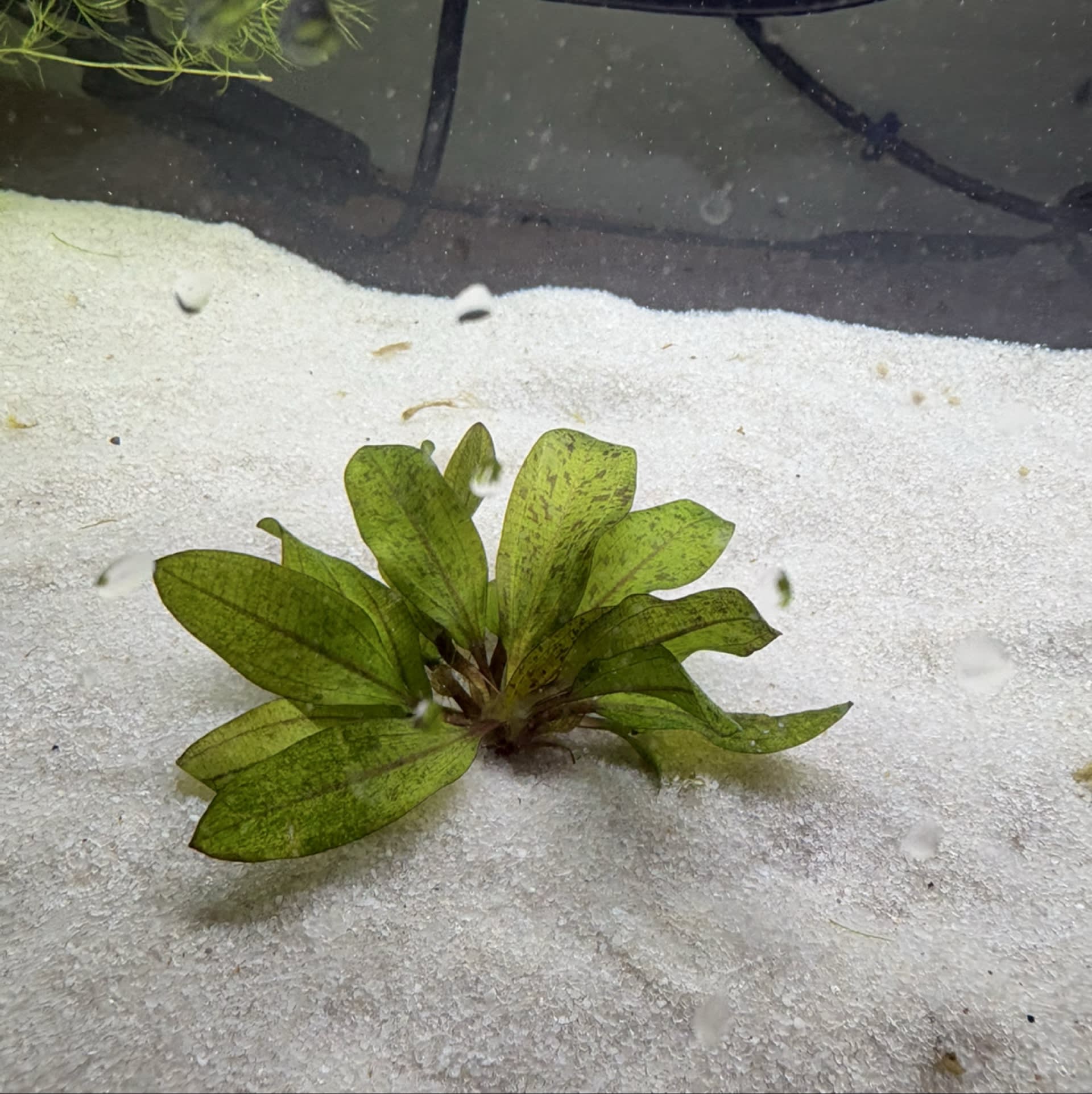 Echinodorus Ozelot