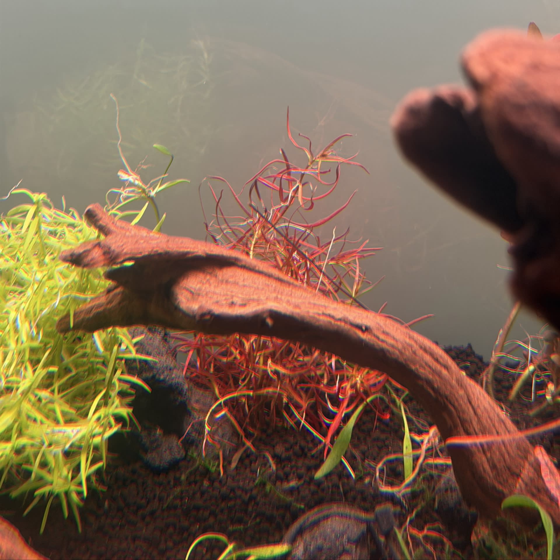 Ludwigia Arcuata